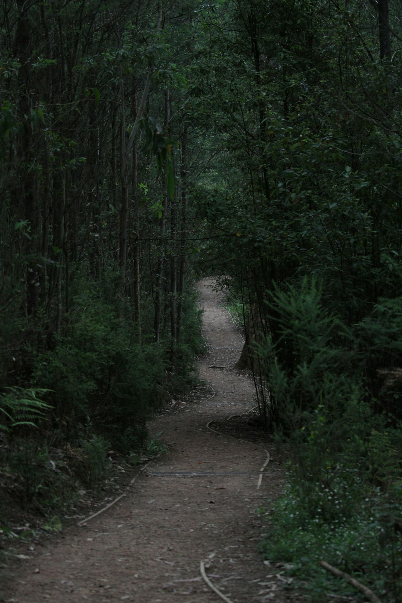 A dirt path in the middle of a forest
